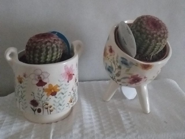 MACETA CON CACTUS