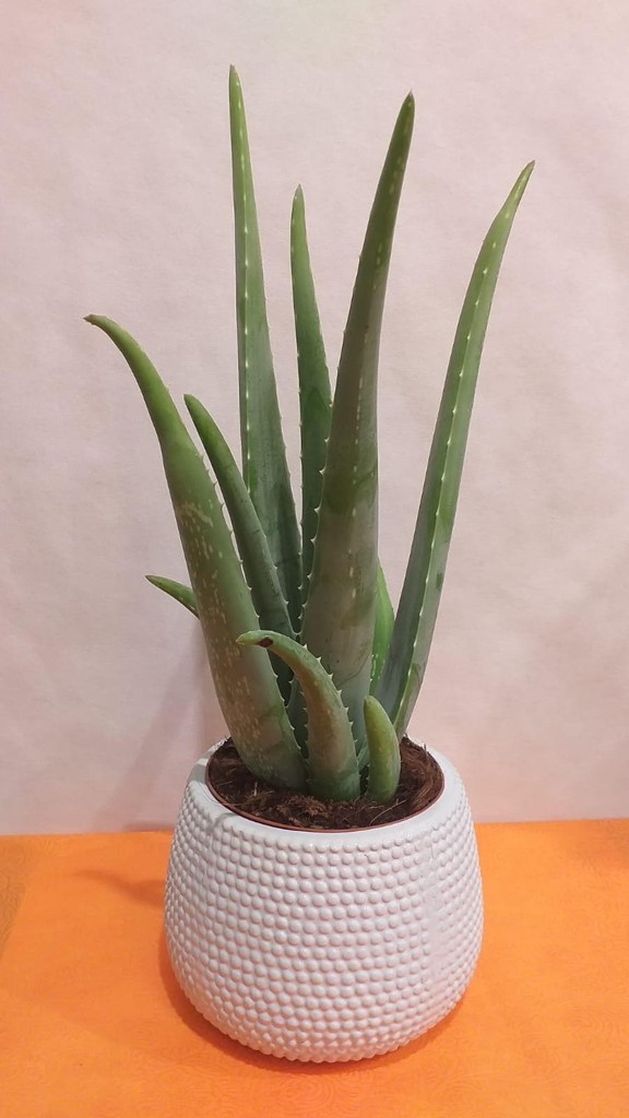 Foto 1 PLANTA ALOEVERA