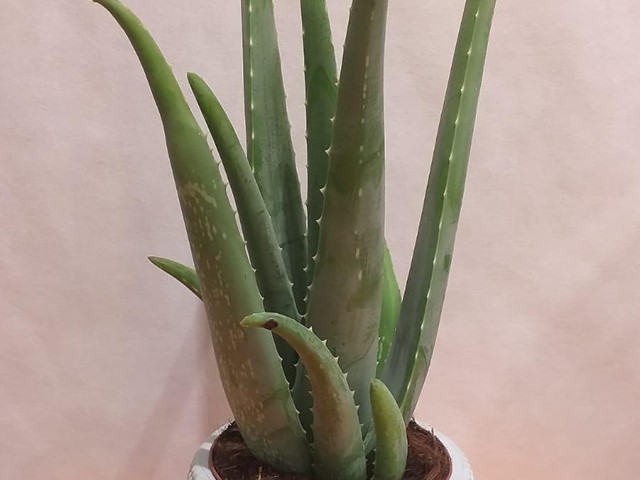 PLANTA ALOEVERA