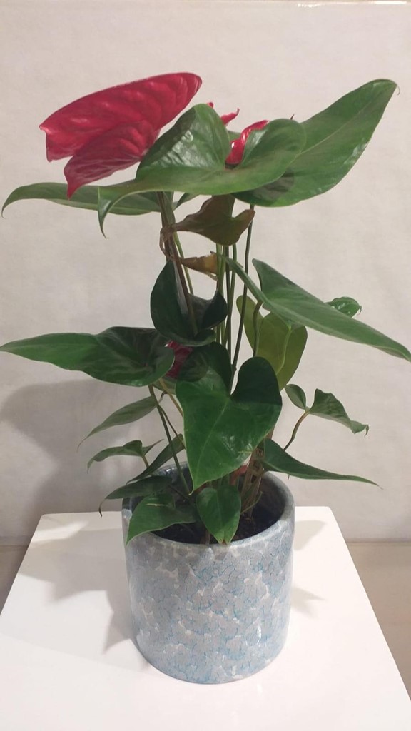 Foto 1 PLANTA ANTHURIUM ROJA