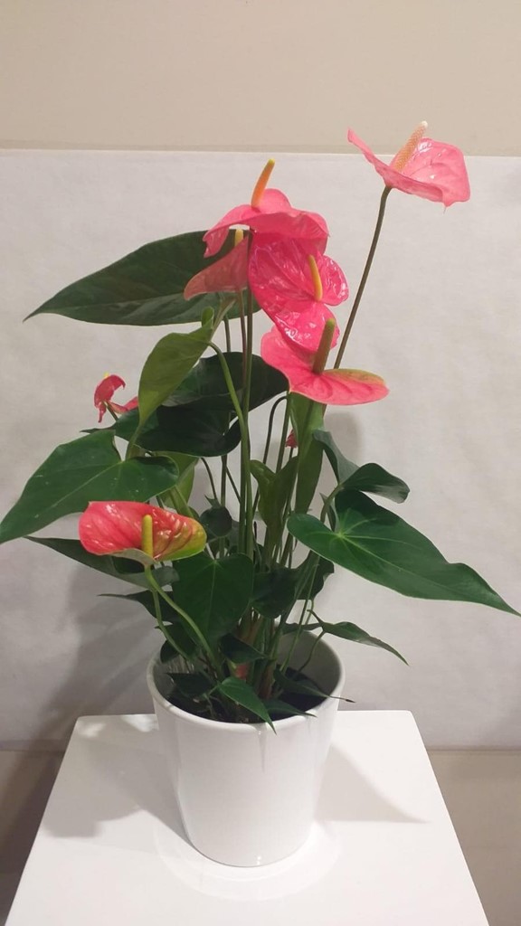 Foto 1 PLANTA ANTHURIUM ROSA