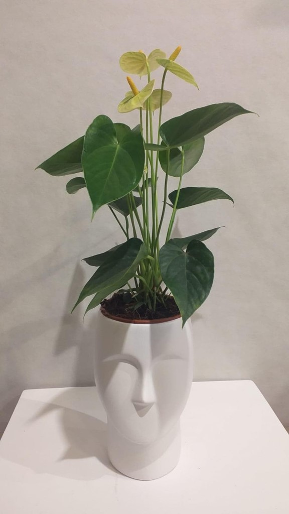 Foto 1 PLANTA ANTHURIUM VERDE
