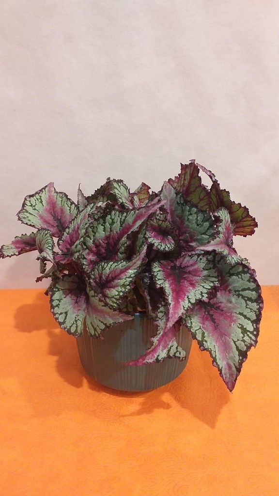 Foto 1 PLANTA BEGONIA
