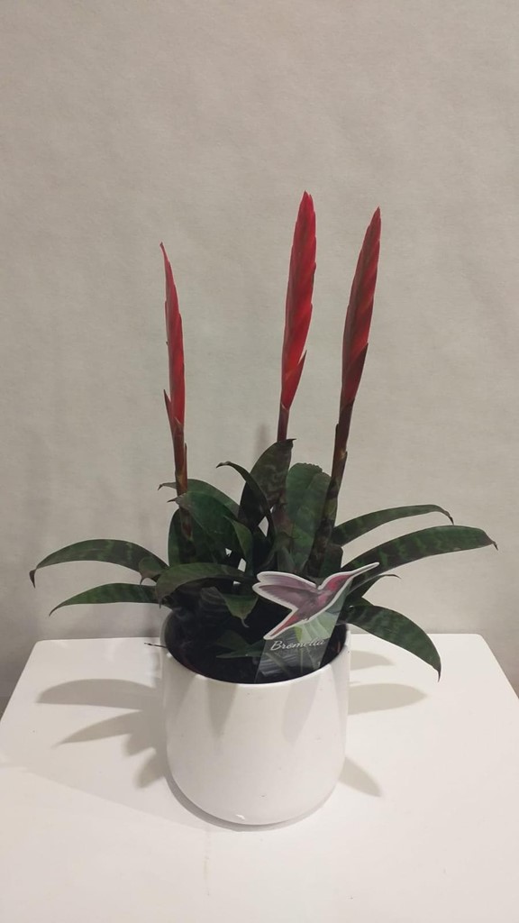 Foto 1 PLANTA BROMELIA