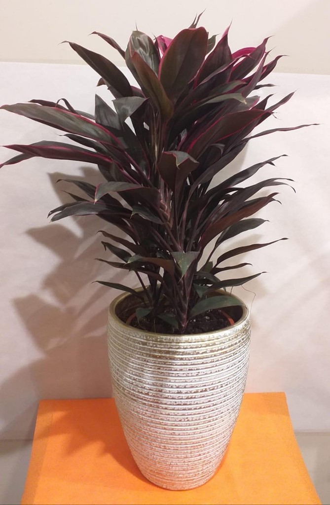 Foto 1 PLANTA CALATHEA