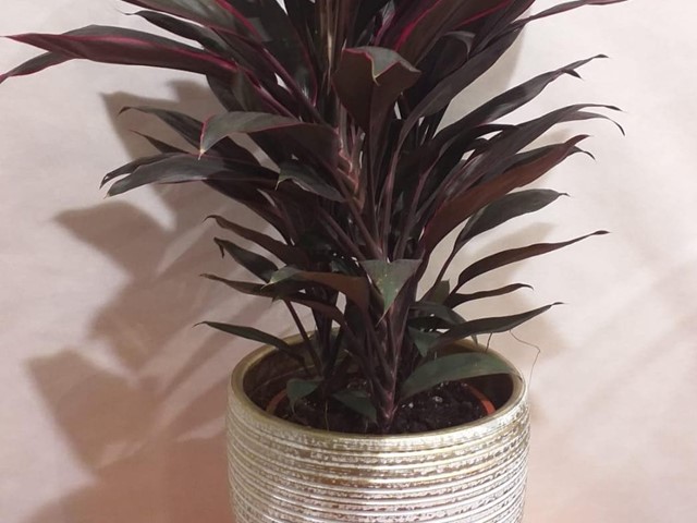 PLANTA CALATHEA