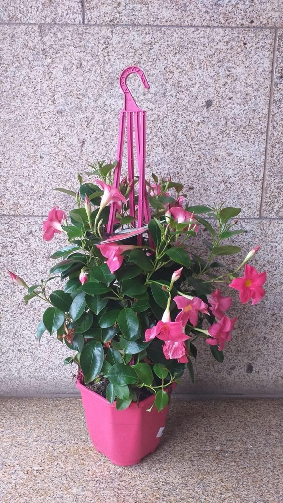 Foto 1 PLANTA DIPLADEMIA