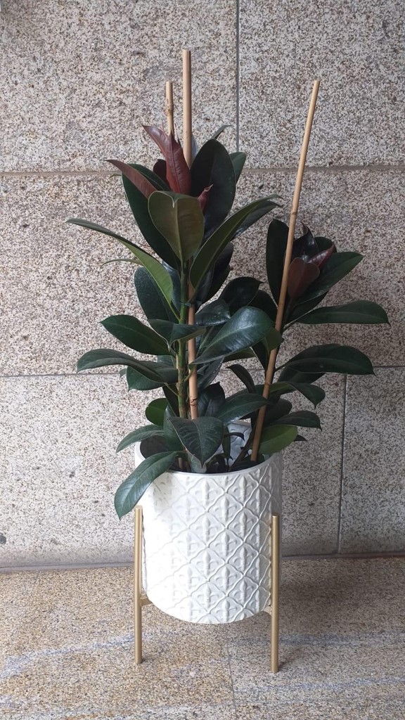 Foto 1 PLANTA FICUS