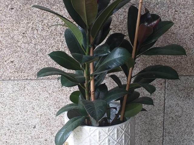 PLANTA FICUS