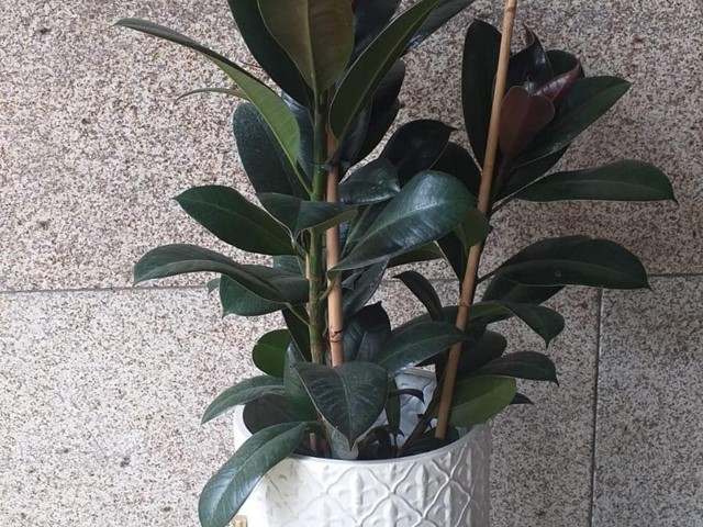 PLANTA FICUS