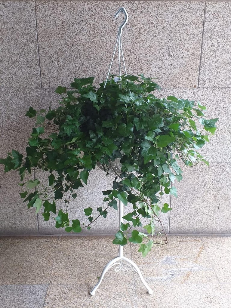 Foto 1 PLANTA HEDERA