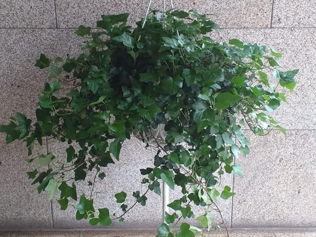 PLANTA HEDERA