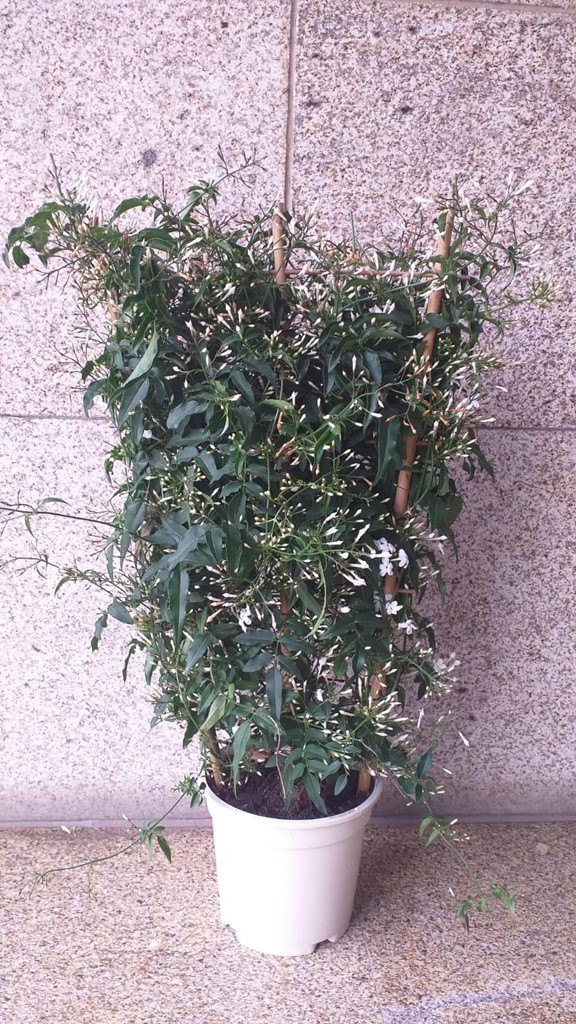 Foto 1 PLANTA JAZMIN