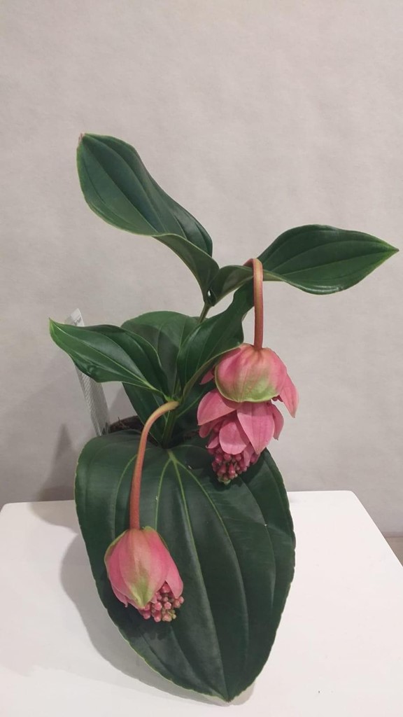 Foto 1 PLANTA MEDINILLA