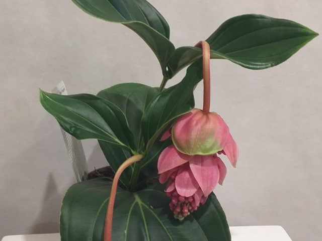 PLANTA MEDINILLA