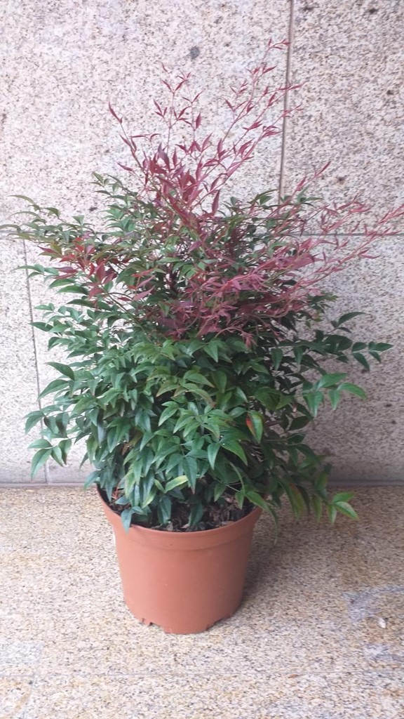 Foto 1 PLANTA NANDINA