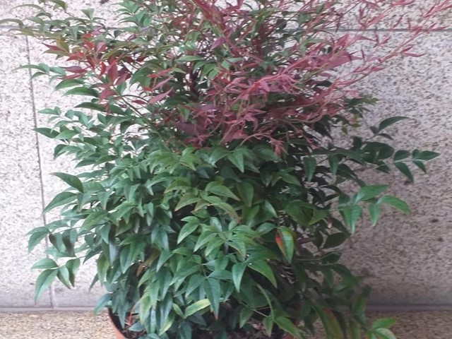 PLANTA NANDINA