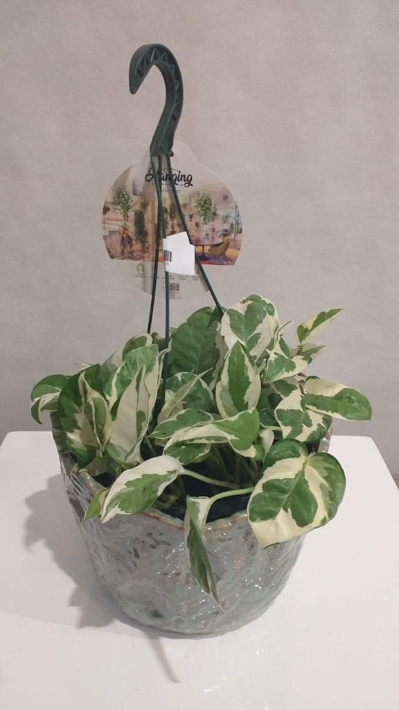 Foto 1 PLANTA PHOTO COLGAR