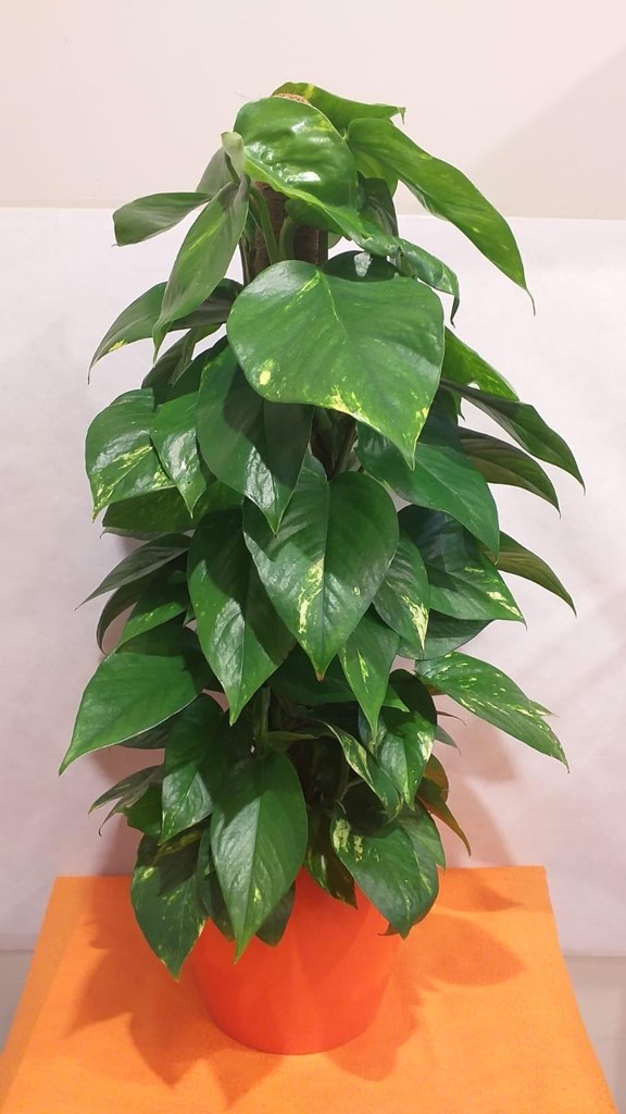 Foto 1 PLANTA PHOTO