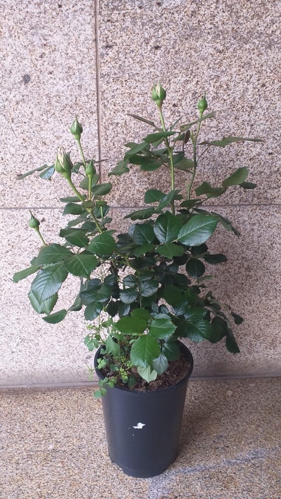 Foto 1 PLANTA ROSAL