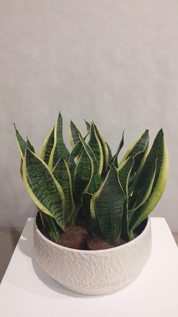 Foto 1 PLANTA SANSIVIERA TRIPE