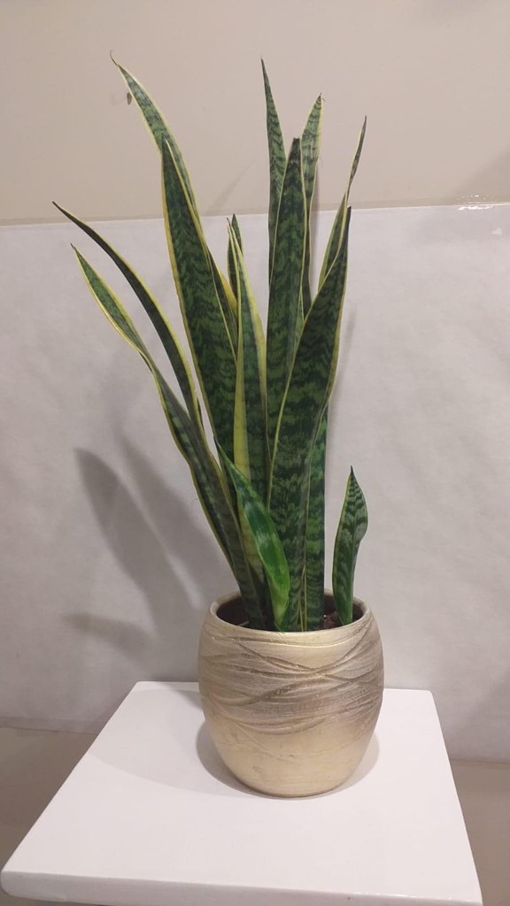 Foto 1 PLANTA SANSIVIERA