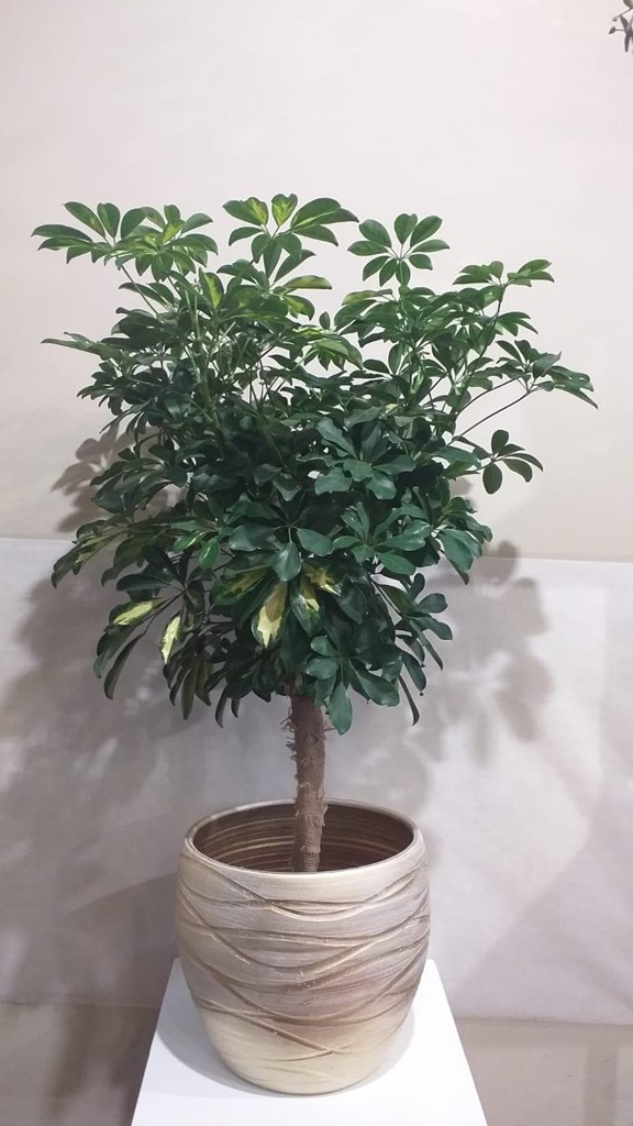Foto 1 PLANTA SCHEFLERA