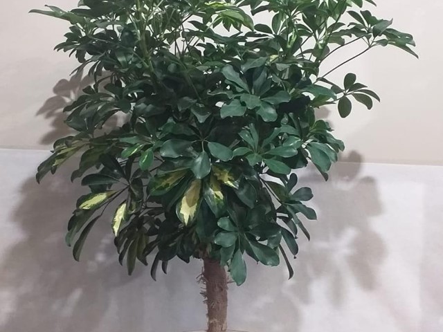 PLANTA SCHEFLERA